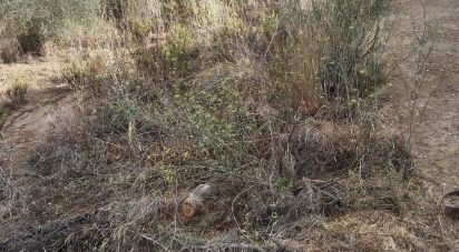 Land of 11,000 m² in Sant Cebrià de Vallalta (08396)