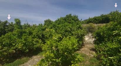 Land of 2,767 m² in Adsubia (03786)