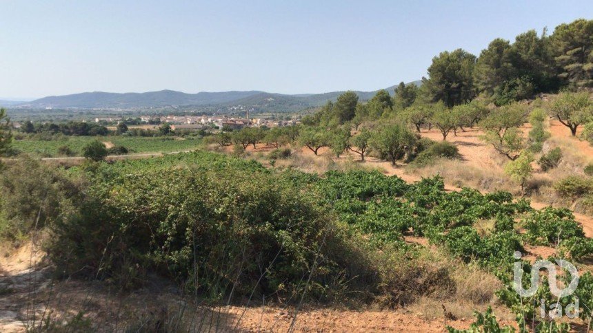 Terreny agrícola de 12.700 m² a La Bisbal del Penedès (43717)