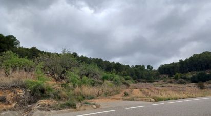 Terreny agrícola de 12.700 m² a La Bisbal del Penedès (43717)