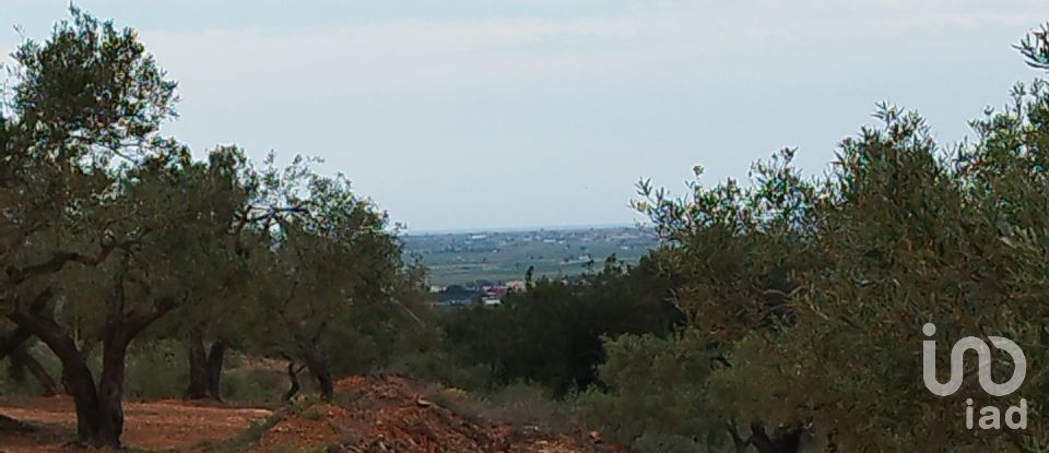 Land of 75,000 m² in Camarles (43894)