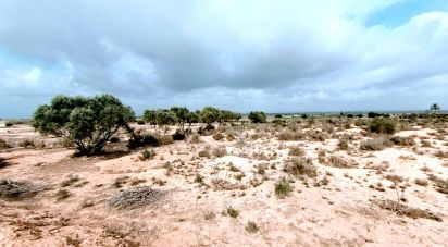 Land of 10,000 m² in Partida El Molar (03194)