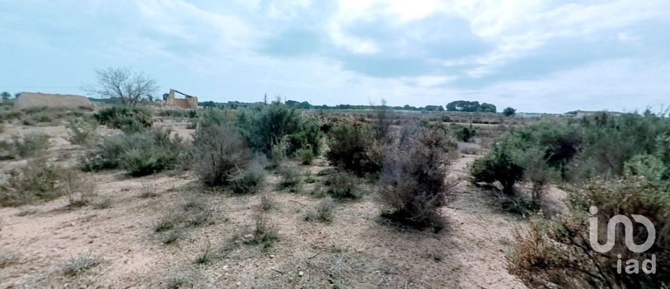 Land of 10,000 m² in Partida El Molar (03194)