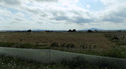 Land of 10,000 m² in La Marina del Pinet (03194)
