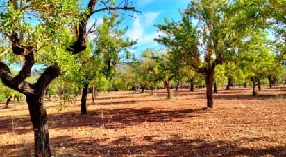 Land of 18,000 m² in Marratxí (07141)