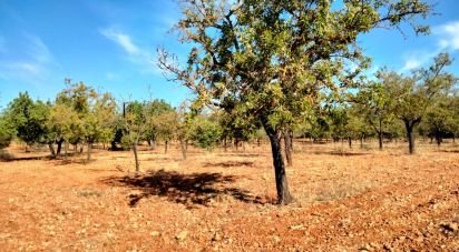 Land of 18,000 m² in Marratxí (07141)