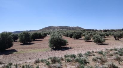 Terreno de 7.450 m² en Ciruelos (45314)