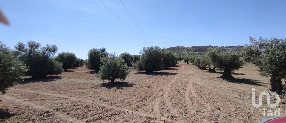 Land of 7,450 m² in Ciruelos (45314)
