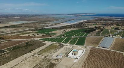 Land of 10,304 m² in Partida El Molar (03194)