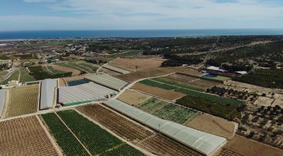 Land of 10,304 m² in Partida El Molar (03194)