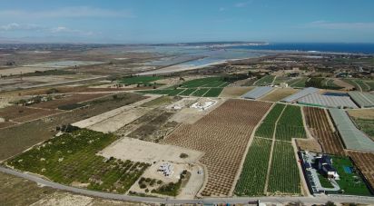Land of 10,304 m² in Partida El Molar (03194)