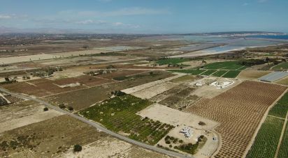 Land of 10,304 m² in Partida El Molar (03194)