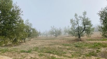 Land of 27,212 m² in Les Borges Blanques (25400)