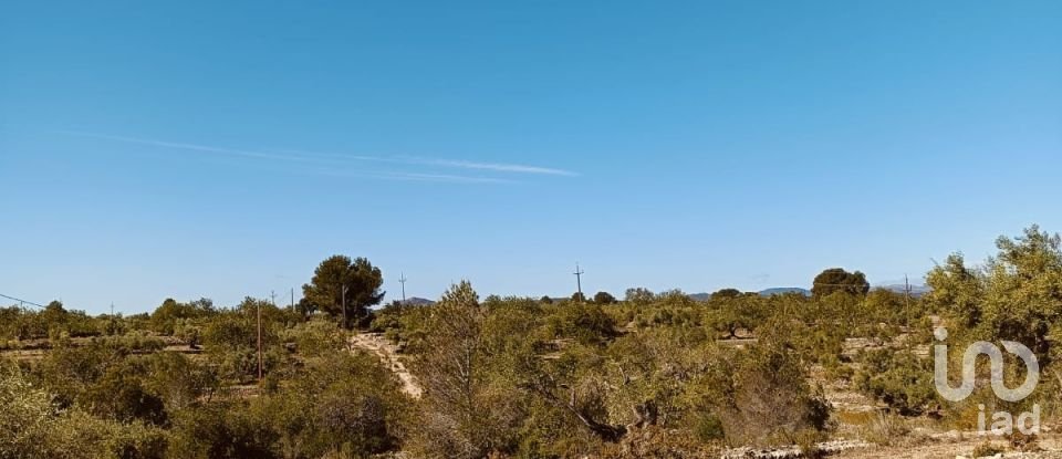 Terreno de 8.000 m² en L'Ametlla de Mar (43860)