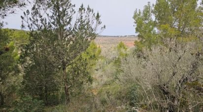 Land of 8,800 m² in Santa Agnes de Corona (07828)