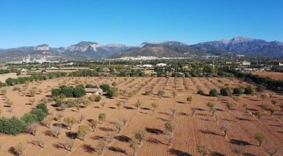 Land of 124,905 m² in Inca (07300)