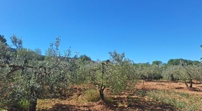 Tierra agrícola de 3.500 m² en Montferri (43812)