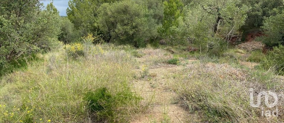 Land of 4,813 m² in Castellvell del Camp (43392)