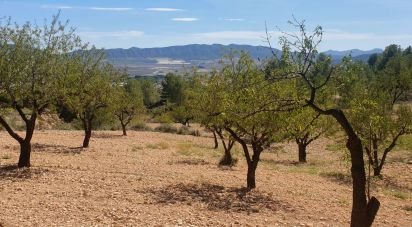 Other surface of 20,000 m² in Salinas (03638)