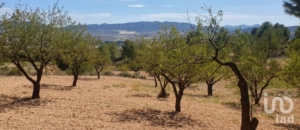 Other surface of 20,000 m² in Salinas (03638)