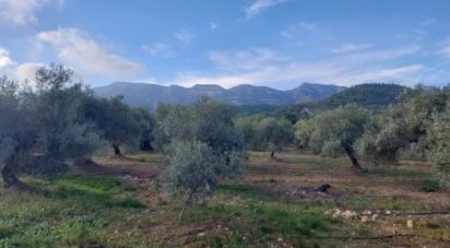 Land of 7,486 m² in Alcanar (43530)
