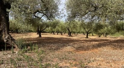 Land of 20,000 m² in Freginals (43558)