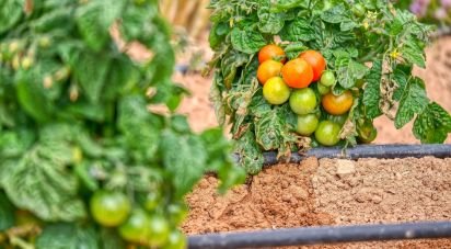 Casa 5 habitaciones de 385 m² en Partida Las Bayas (03292)