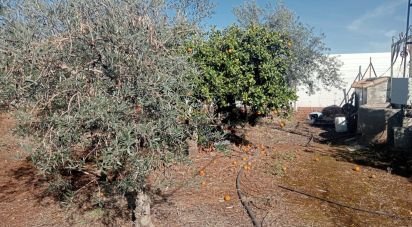 Land of 1,200 m² in Cañada Rosal (41439)