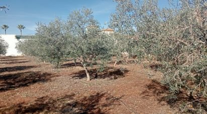 Land of 1,200 m² in Cañada Rosal (41439)