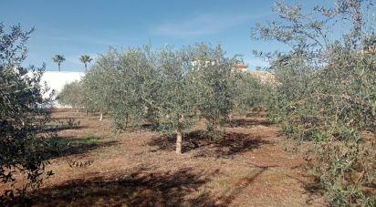 Land of 1,200 m² in Cañada Rosal (41439)