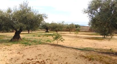 Terrain de 6 717 m² à Ginestar (43748)