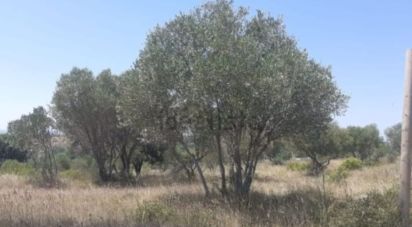 Farm land of 11,402 m² in Vilanova de La Muga (17492)