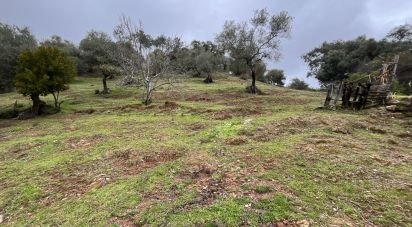 Land of 6,000 m² in Galaroza (21291)