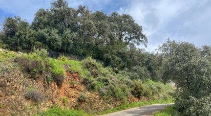 Land of 6,000 m² in Galaroza (21291)