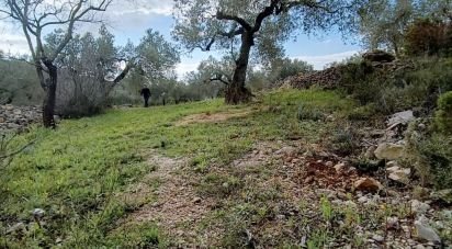 Terreno de 9.300 m² en El Perelló (43519)