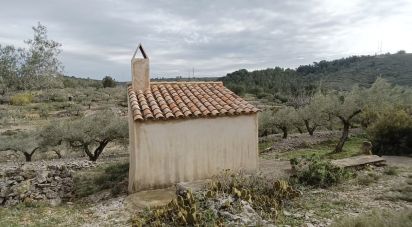 Terreno de 9.300 m² en El Perelló (43519)