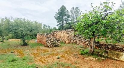 Land of 45,299 m² in Tivissa (43746)