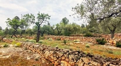 Land of 45,299 m² in Tivissa (43746)