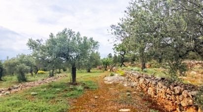 Land of 45,299 m² in Tivissa (43746)