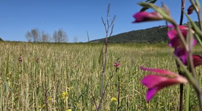 Farm land of 6,001 m² in Pollença (07460)