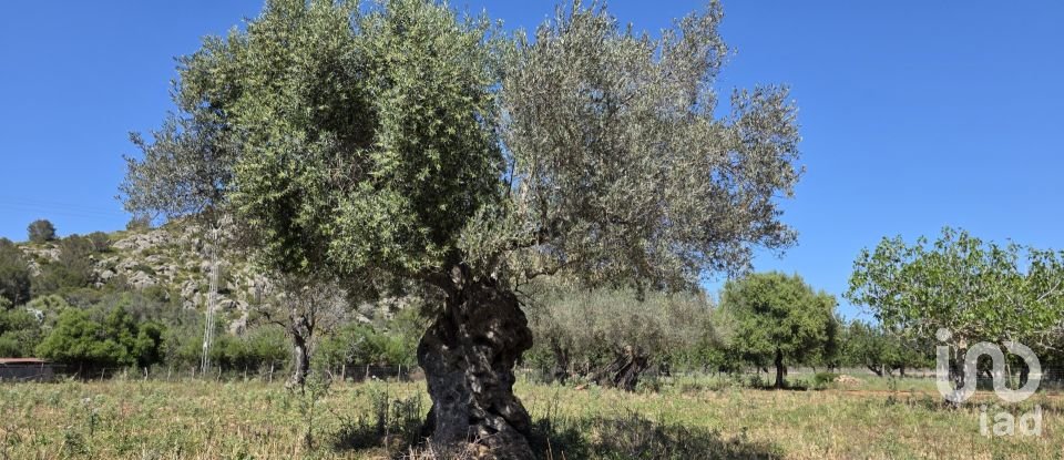 Maison rustique 4 chambres de 199 m² à Pollença (07460)