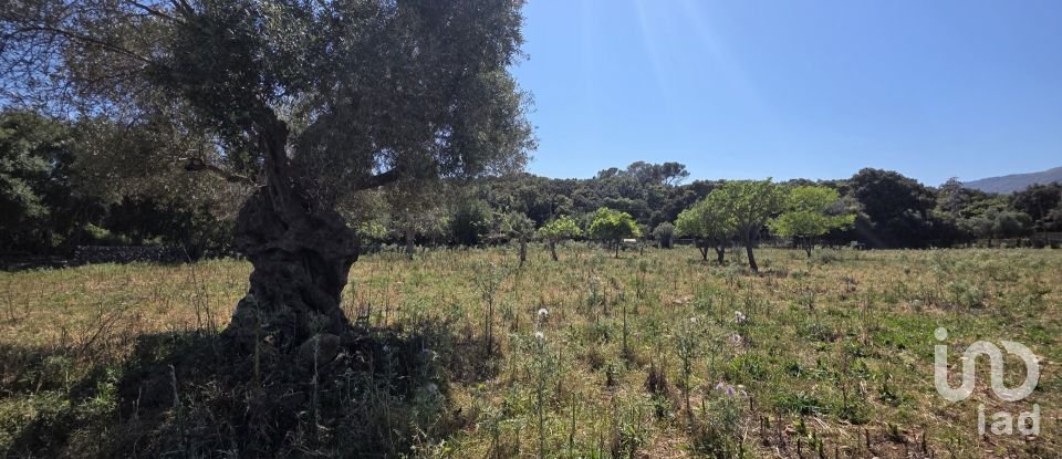 Maison rustique 4 chambres de 199 m² à Pollença (07460)