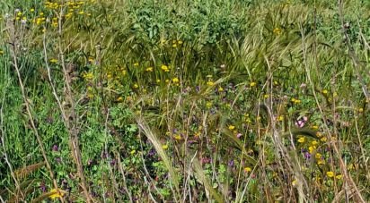 Land of 3,843 m² in Alcanara (30813)