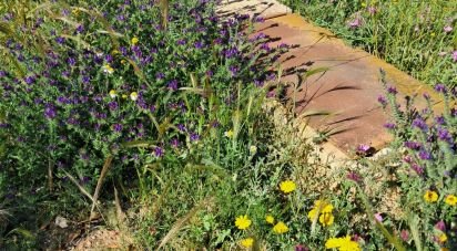 Land of 3,843 m² in Alcanara (30813)