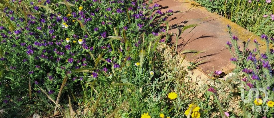 Terreno de 3.843 m² en Alcanara (30813)