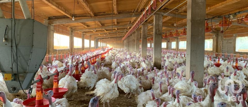 Terrain de 18 627 m² à Mas de Barberans (43514)