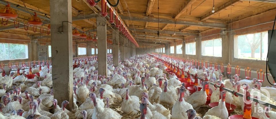 Terrain de 18 627 m² à Mas de Barberans (43514)