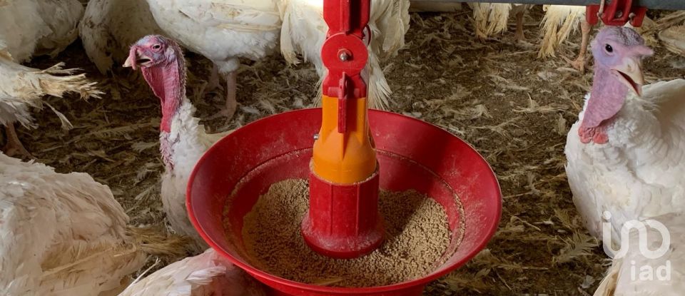 Terrain de 18 627 m² à Mas de Barberans (43514)