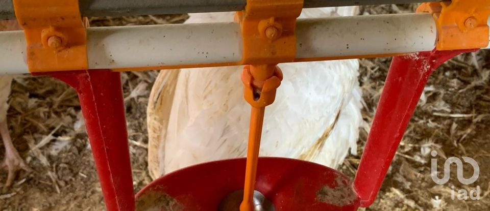 Terrain de 18 627 m² à Mas de Barberans (43514)