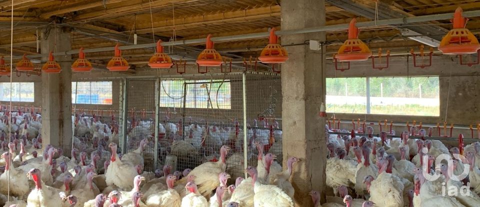 Terrain de 18 627 m² à Mas de Barberans (43514)